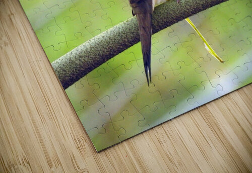 Zebra Doves Originals by Miracles puzzle