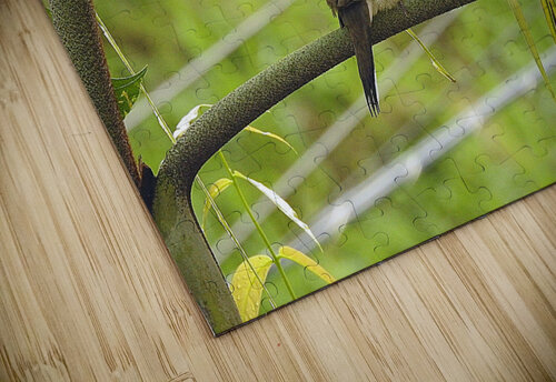 Zebra Dove Originals by Miracles puzzle