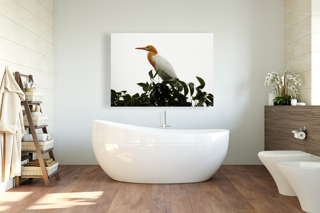 Eastern Cattle Egret Reproduction