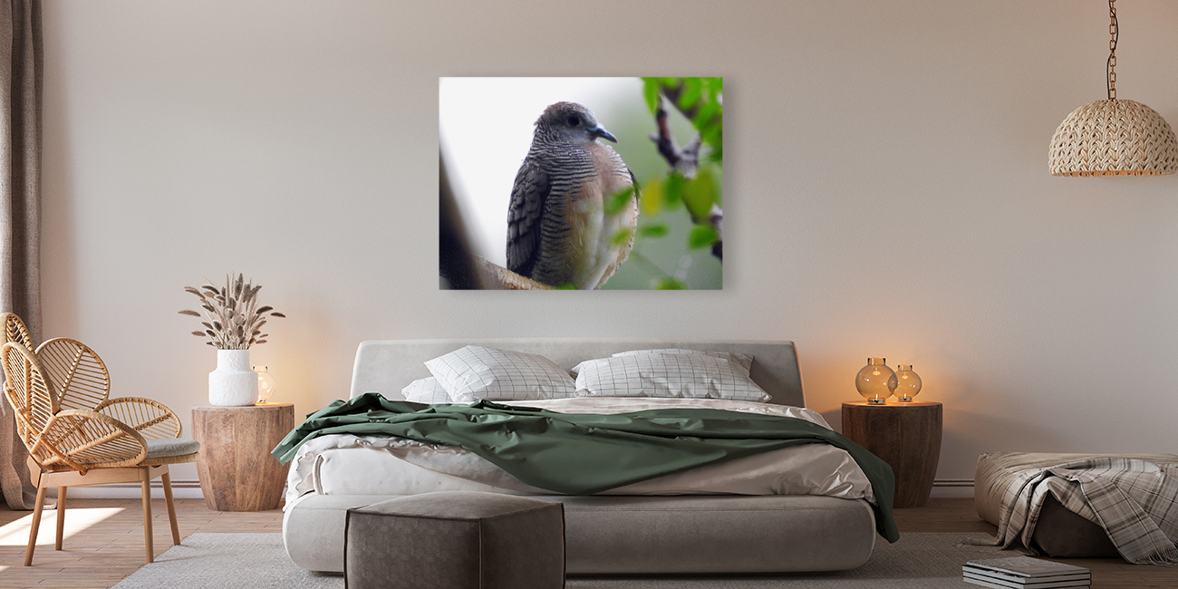 Zebra Dove Reproduction