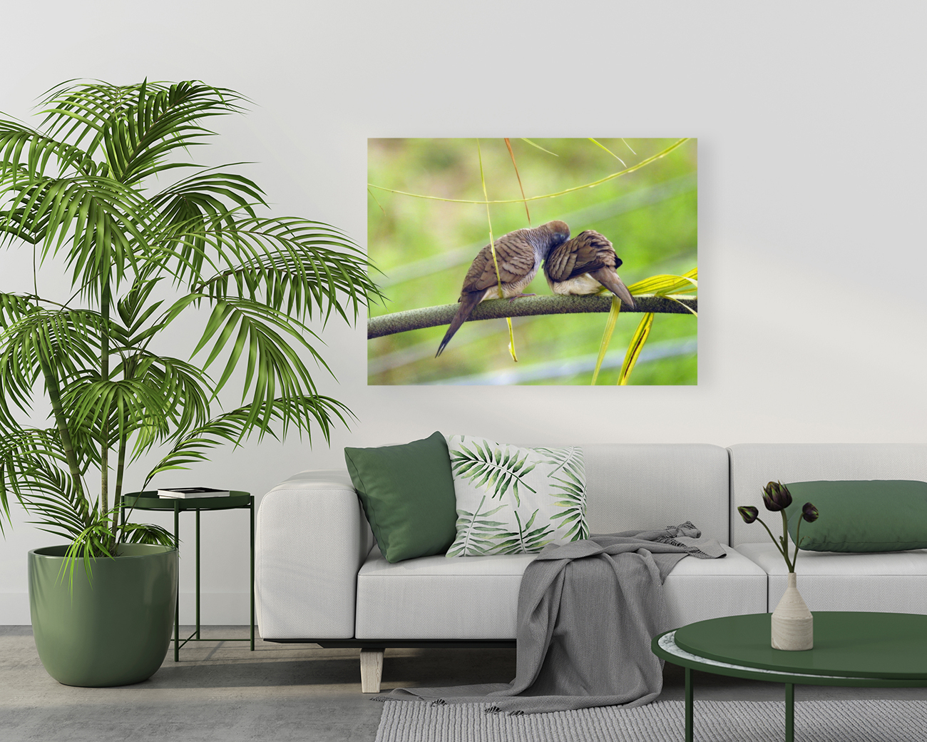 Zebra Doves Reproduction