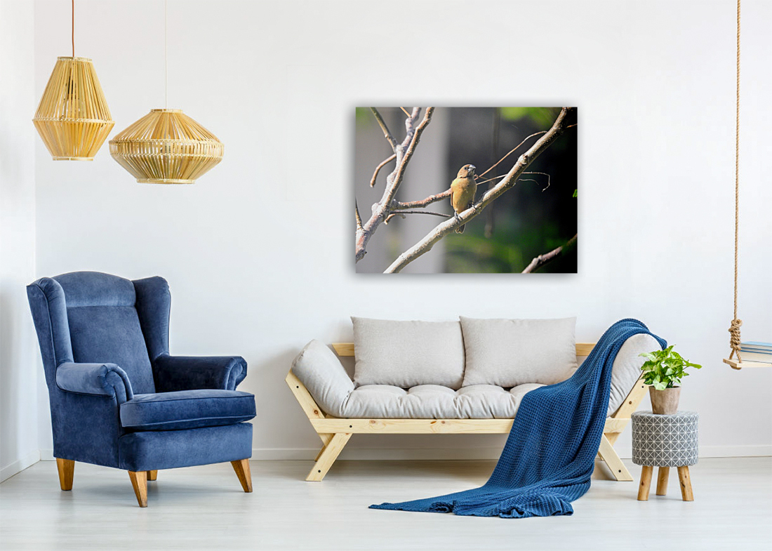 Chestnut Munia Reproduction
