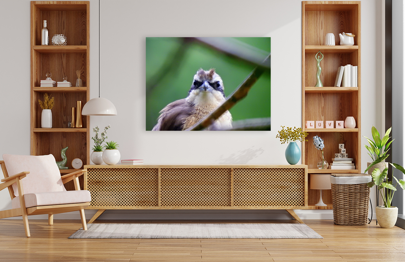 Yellow-vented Bulbul Reproduction