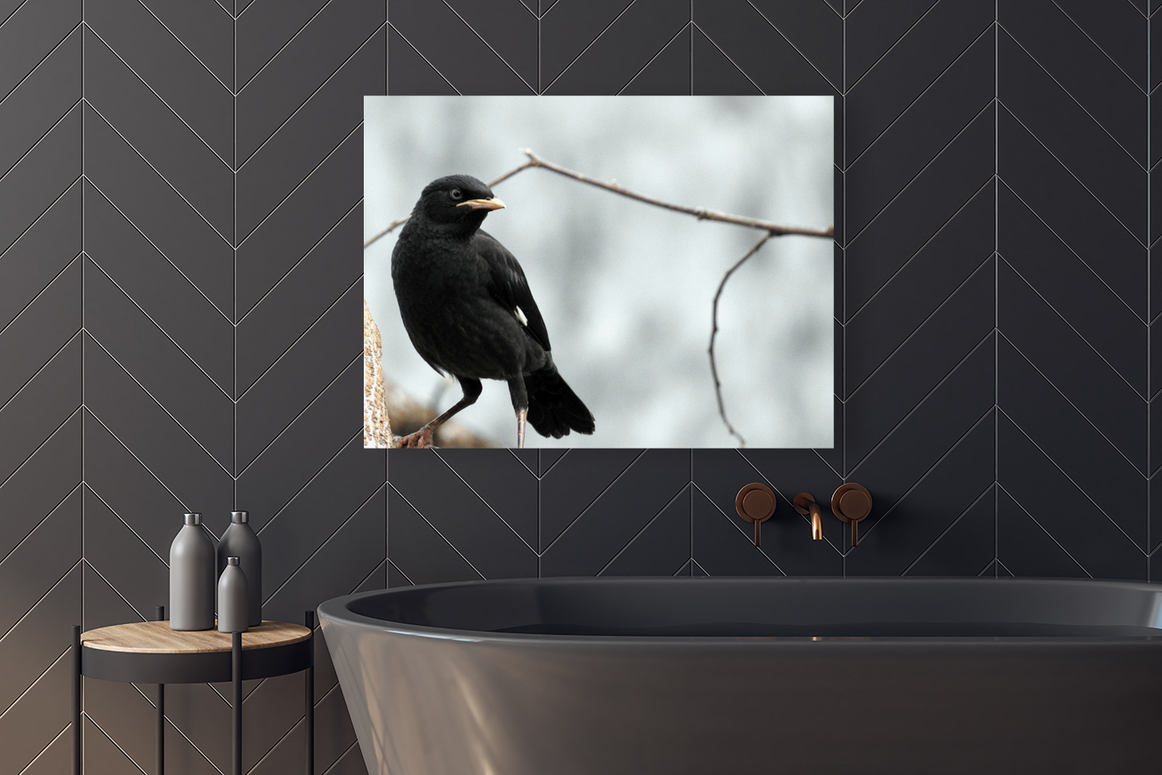 Crested Myna Reproduction