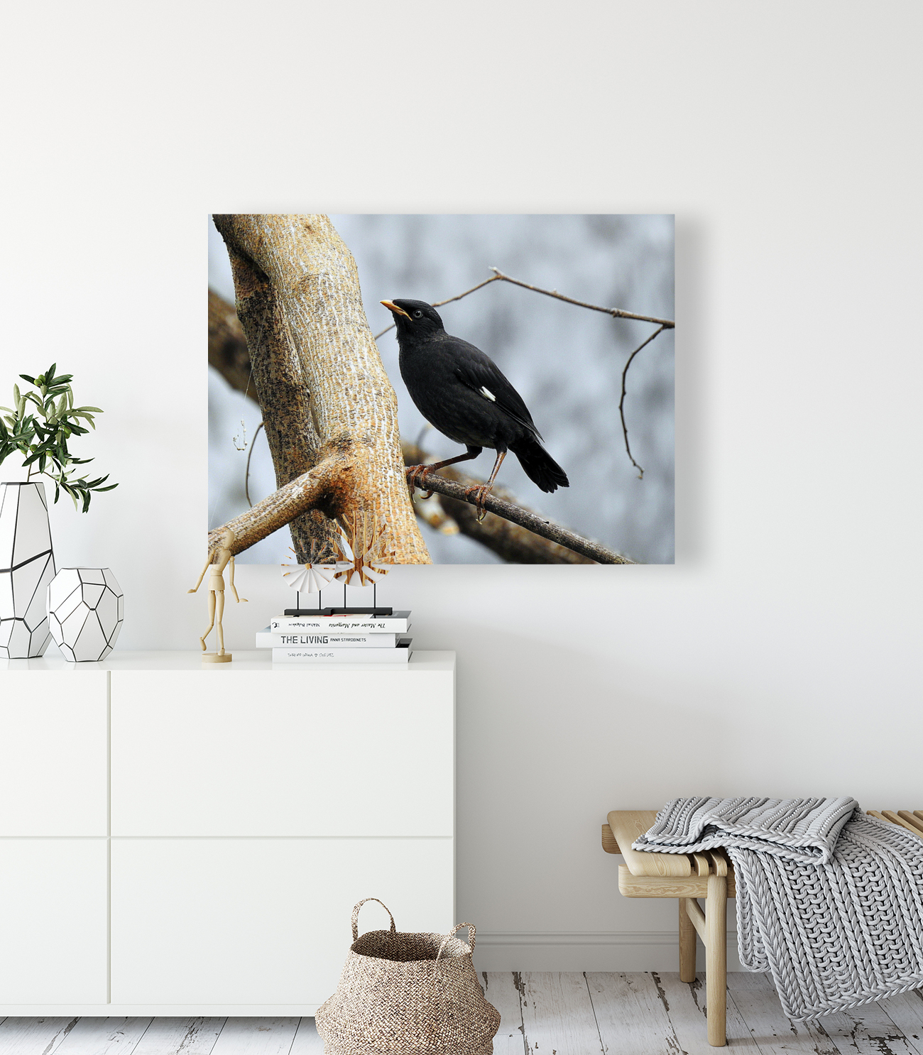 Crested Myna Reproduction