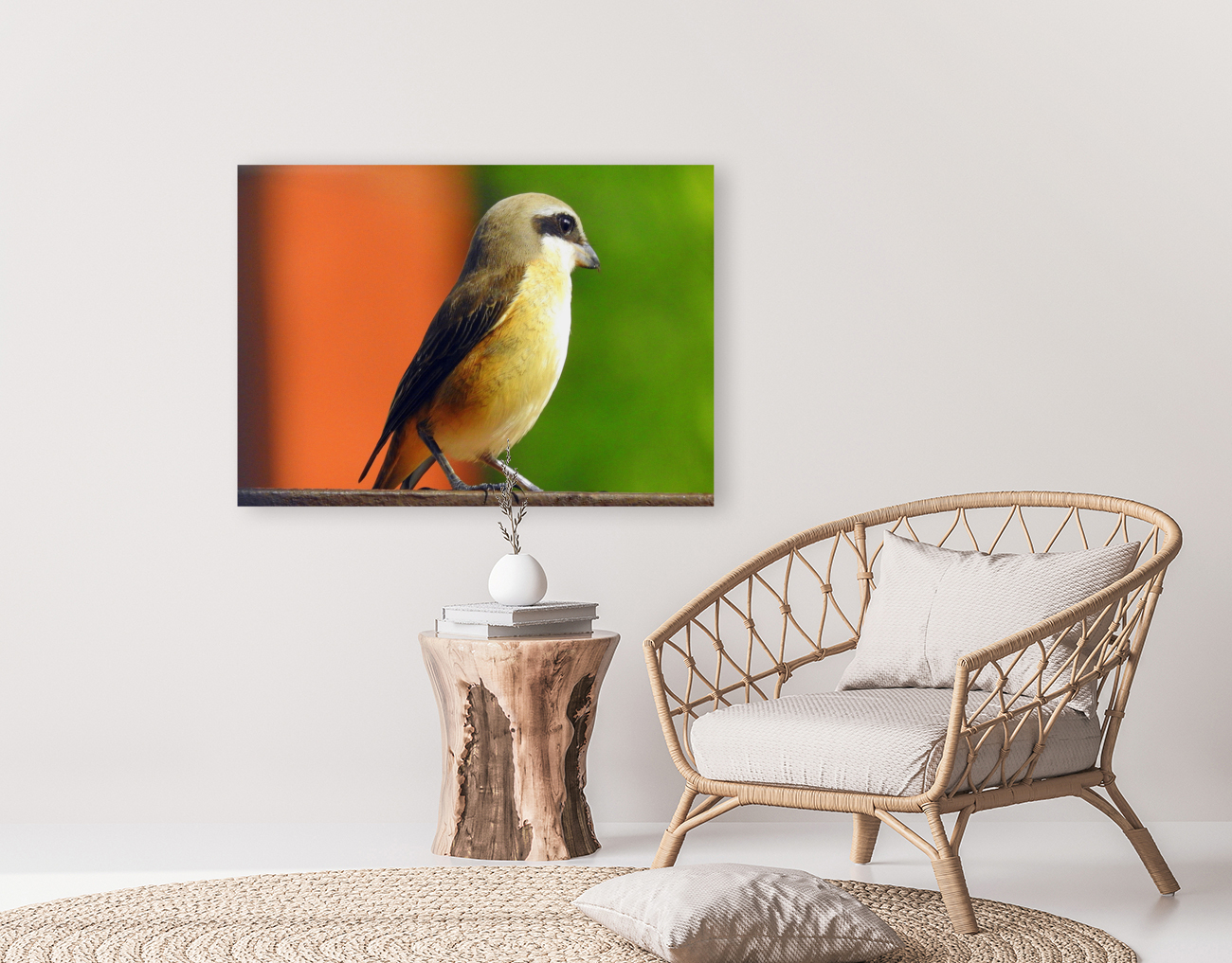 Brown Shrike Reproduction