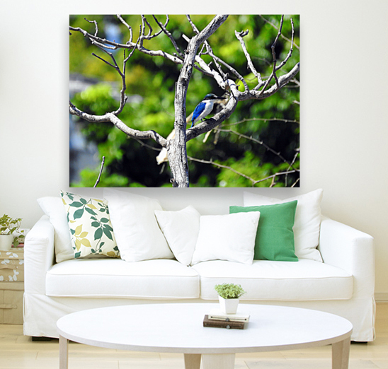 Collared Kingfisher Reproduction