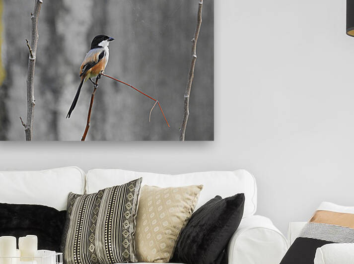 Long-tailed Shrike Reproduction