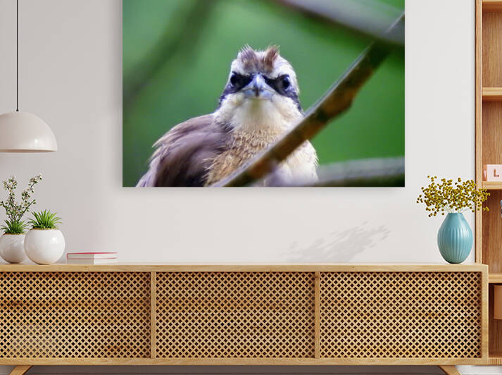 Yellow-vented Bulbul by Originals by Miracles