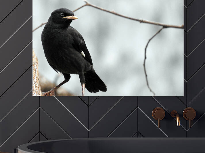 Crested Myna Reproduction