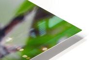 Zebra Dove HD Metal print