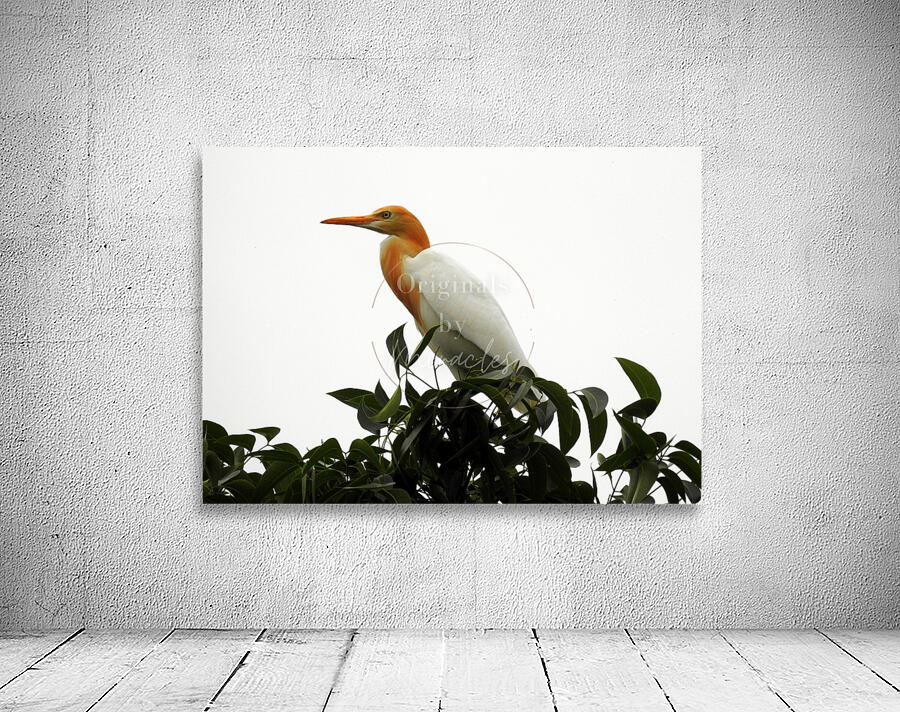 Eastern Cattle Egret Wall Preview