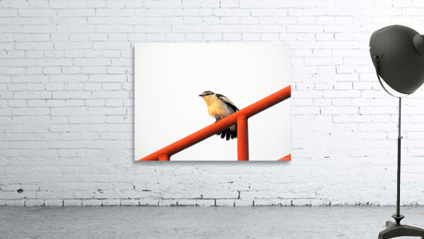 Pied Triller Wall Preview
