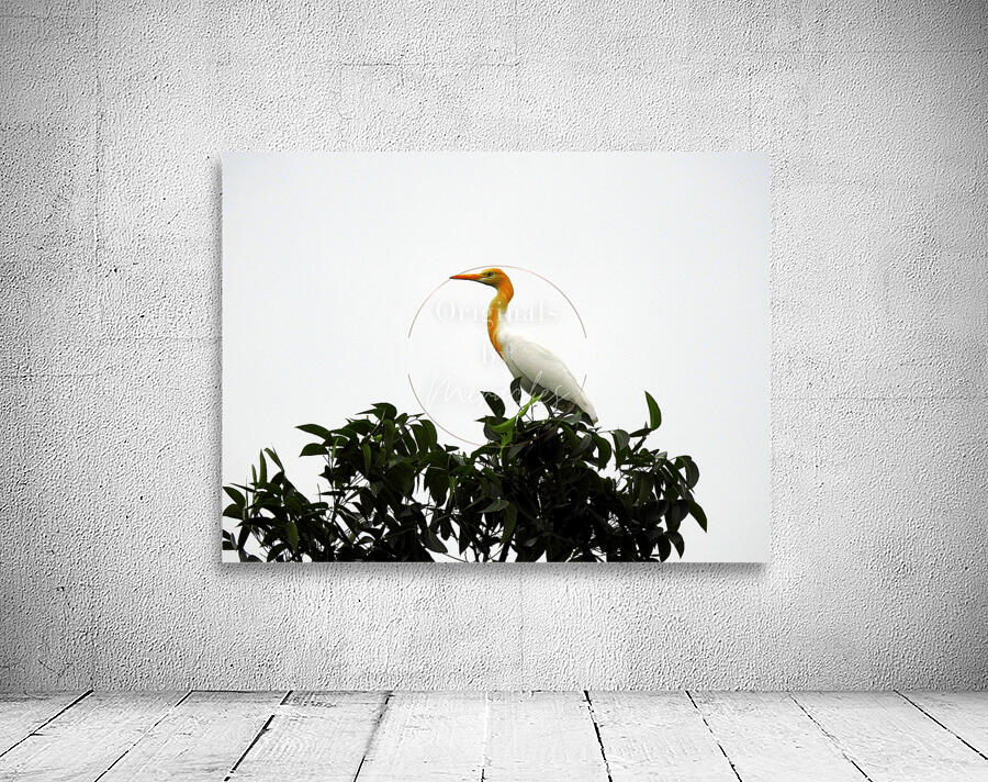 Eastern Cattle Egret Wall Preview
