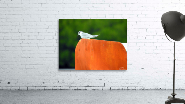 Tern Wall Preview