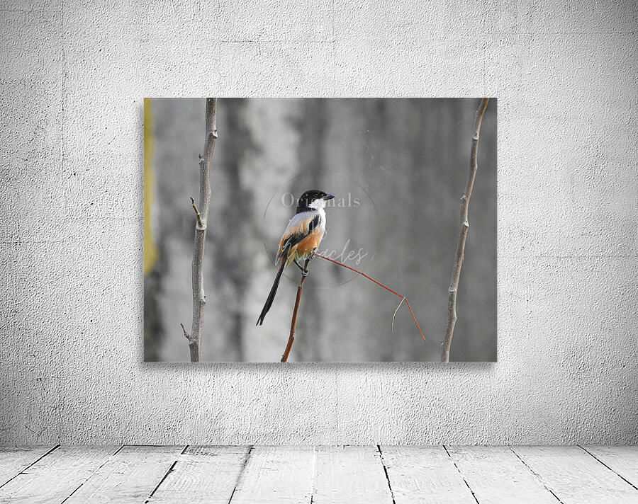 Long-tailed Shrike Wall Preview