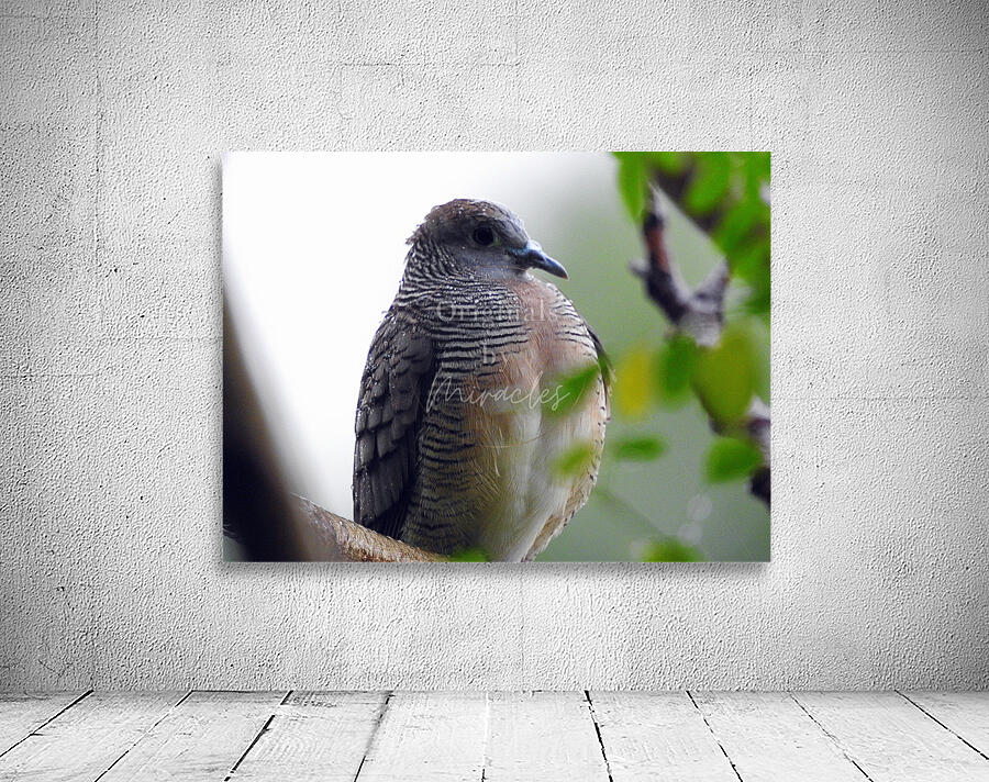 Zebra Dove Wall Preview