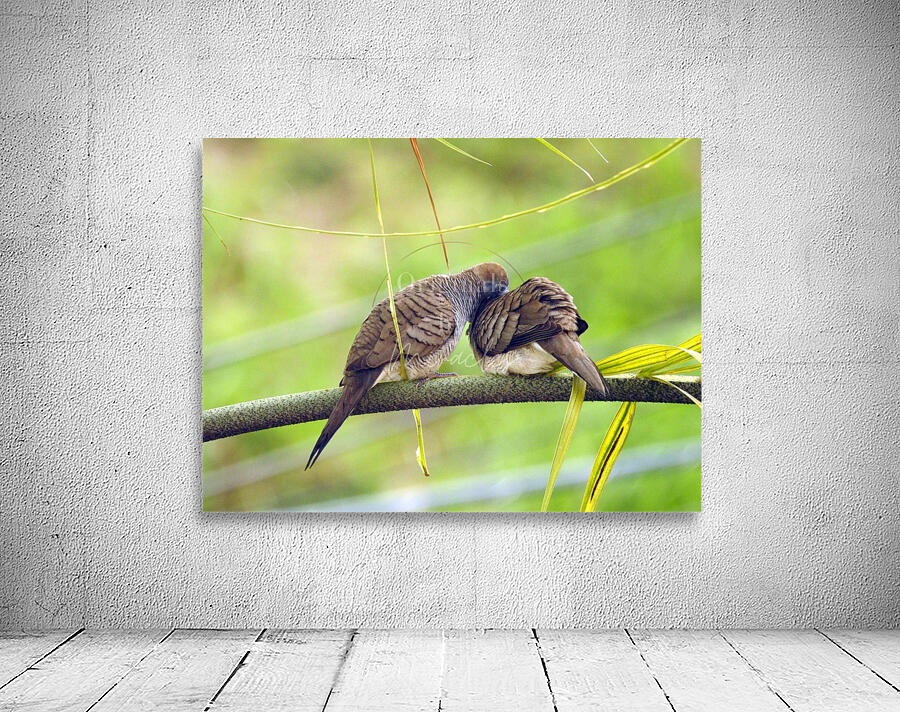 Zebra Doves Wall Preview