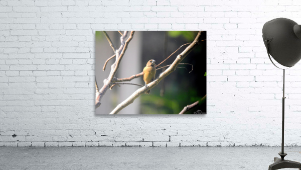 Chestnut Munia Wall Preview