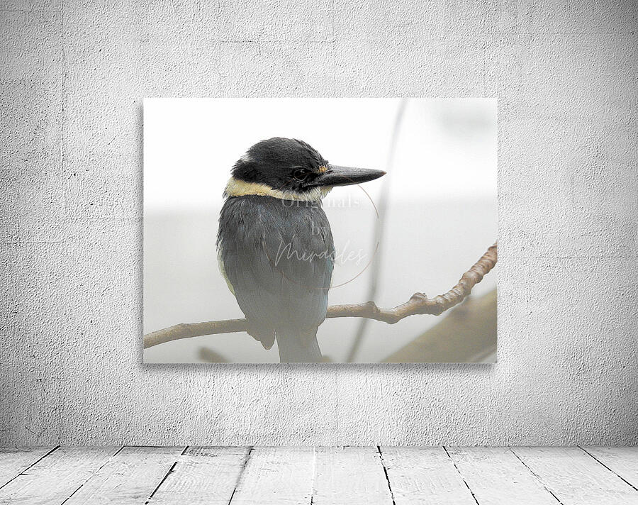 Collared kingfisher Wall Preview