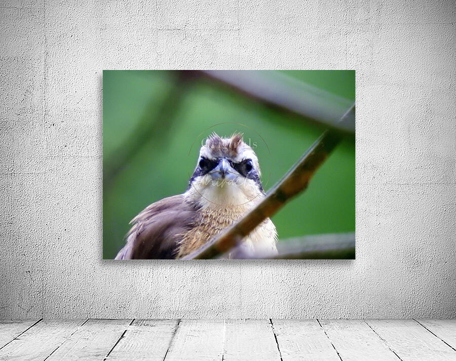 Yellow-vented Bulbul Wall Preview