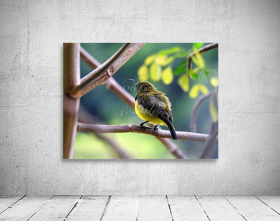 Olive-backed Sunbird Wall Preview