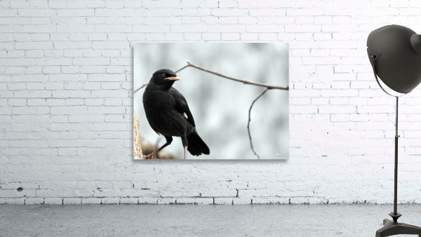 Crested Myna Wall Preview