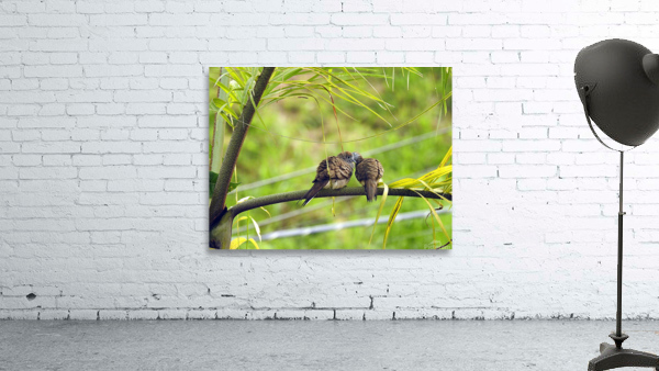 Zebra Dove Wall Preview