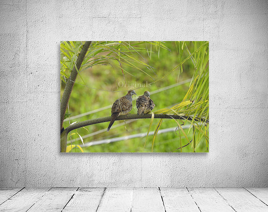 Zebra Dove Wall Preview