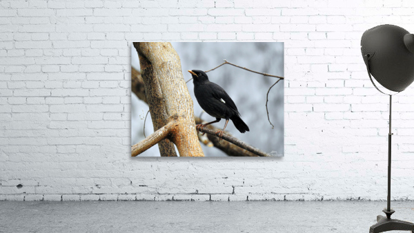 Crested Myna Wall Preview