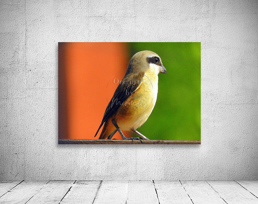Brown Shrike Wall Preview