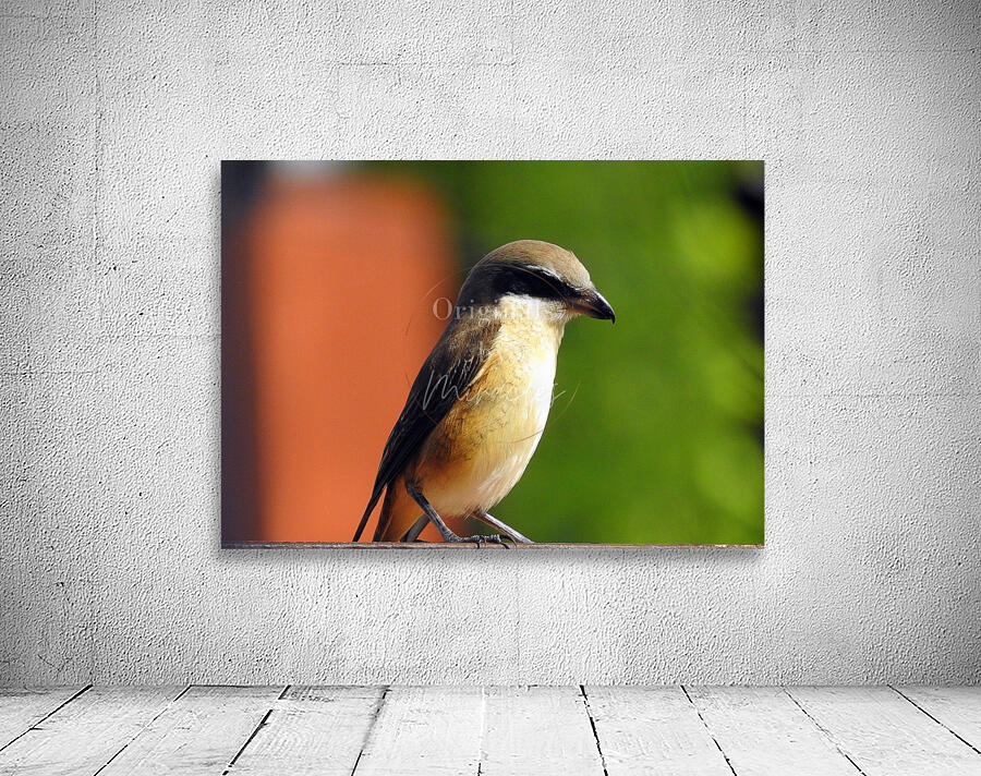 Brown Shrike Wall Preview