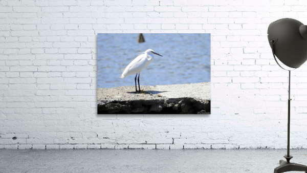 Little Egret Wall Preview