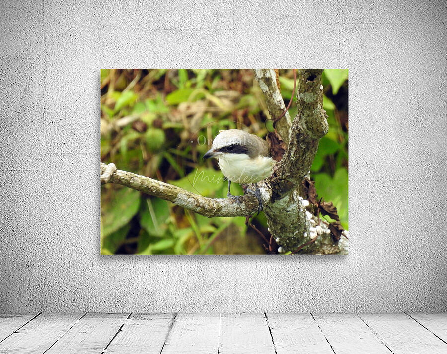 Brown Shrike Wall Preview