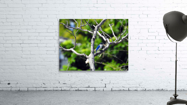 Collared Kingfisher Wall Preview