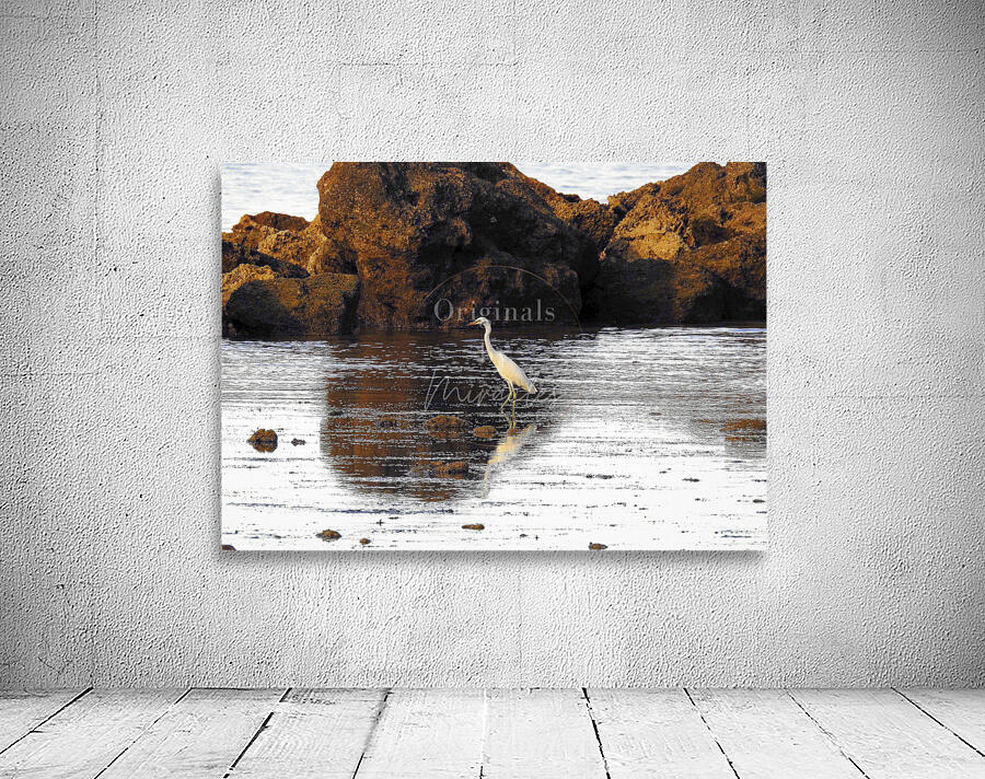 Eastern Cattle Egret Wall Preview