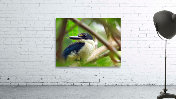 Collared Kingfisher Wall Preview