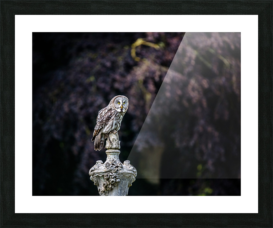 The guardian Picture Frame print