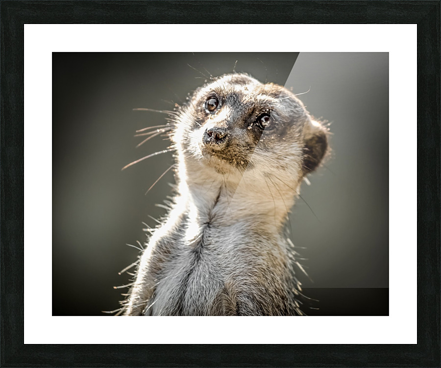 meerkat s portrait Picture Frame print