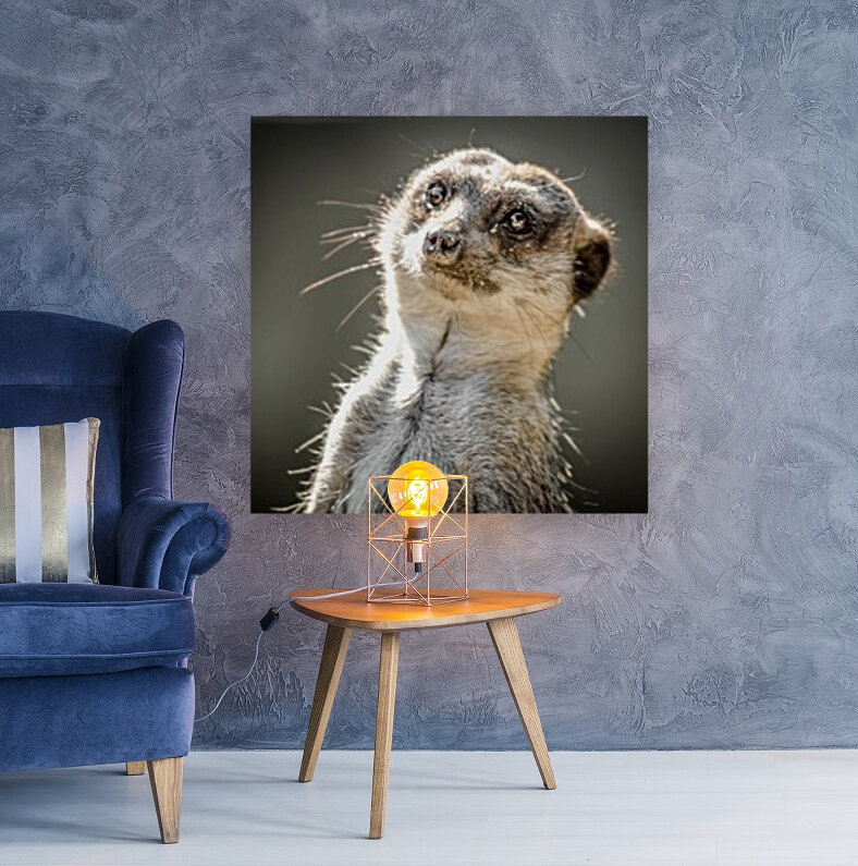 meerkat s portrait Reproduction