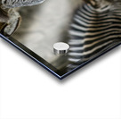 Stripes  Zebra  Acrylic print