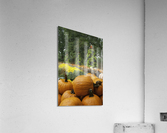 Pumpkins Acrylic Print