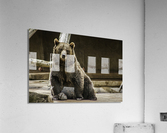 Greetings  Brown Bear  Acrylic Print