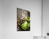 Curled Up  Python  Acrylic Print