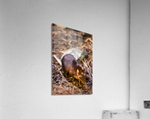 Small Elephant Mouse Acrylic Print