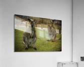 Intriguing   Wallaby  Acrylic Print