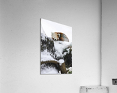 Red Panda Acrylic Print