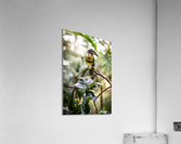 Standing Out  Tucan  Acrylic Print
