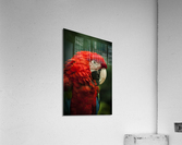 Parrot Portrait Acrylic Print