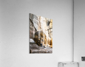 Connection  Lion  Acrylic Print